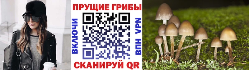 купить наркоту  Кузнецк  Галлюциногенные грибы мухоморы 